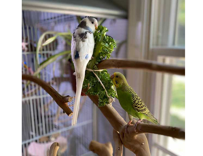 Can Budgies Eat Kale-2