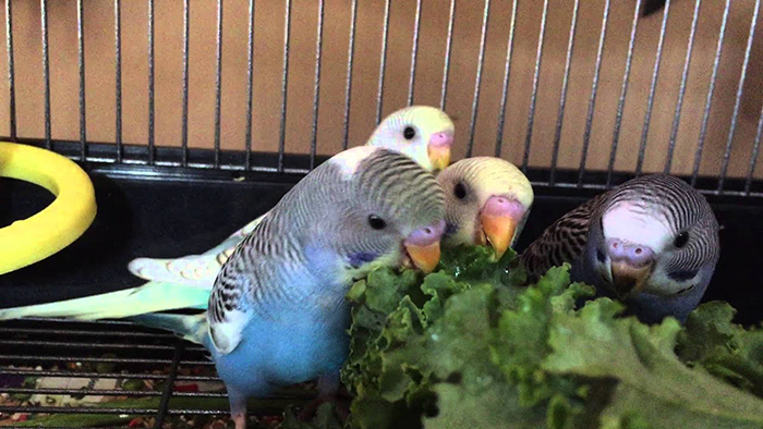 Can Budgies Eat Kale