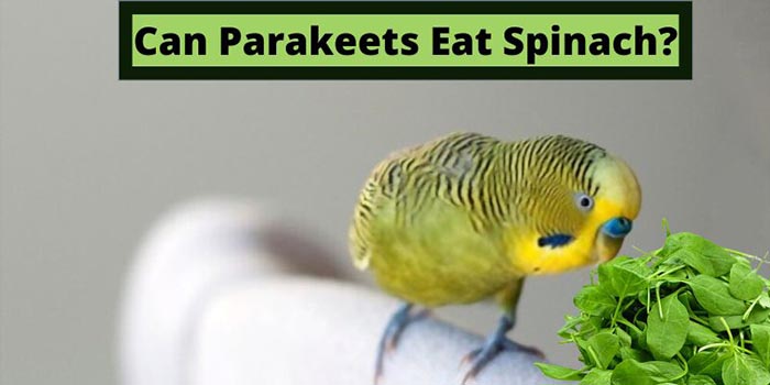 Can Budgies Eat Spinach-3