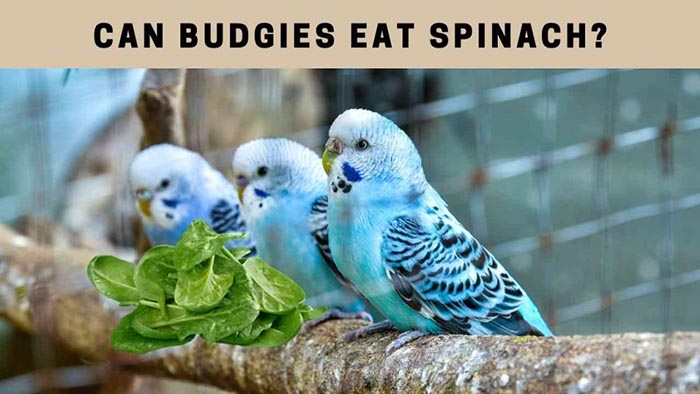 Can Budgies Eat Spinach