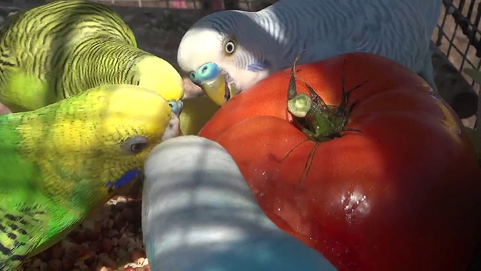Can Budgies Eat Tomatoes-2