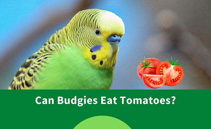 Can Budgies Eat Tomatoes