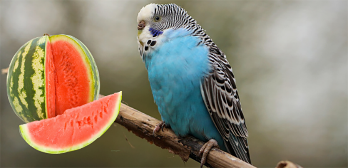 Can Budgies Eat Watermelon-2