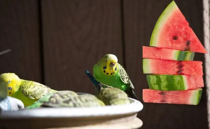 Can Budgies Eat Watermelon