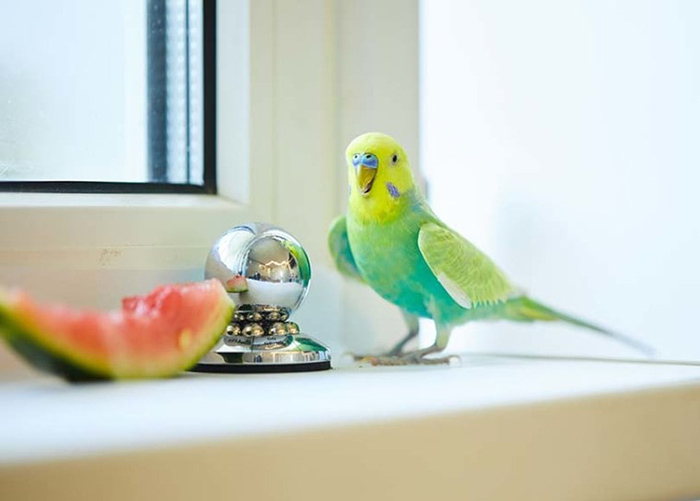 Can Budgies Eat Watermelon