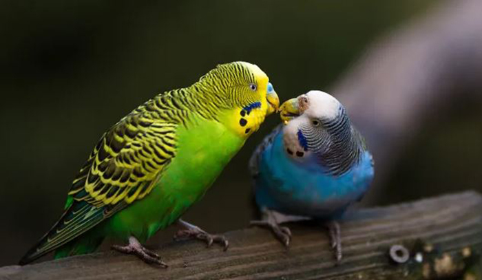 Can Budgies Live Alone