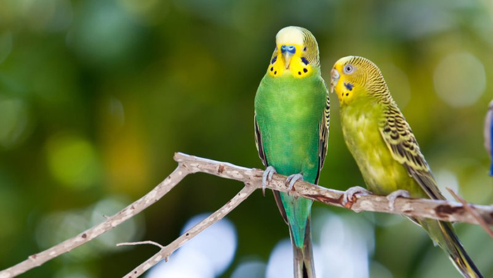 Can Budgies Live Alone-3