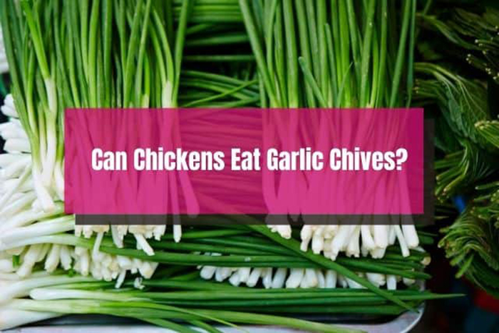 Can Chickens Eat Chives-2