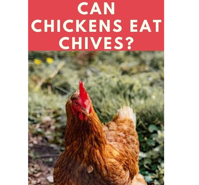 Can Chickens Eat Chives