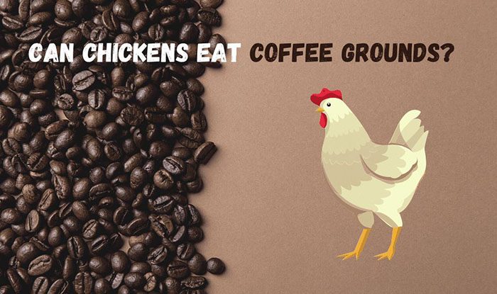 Can Chickens Eat Coffee Grounds-2