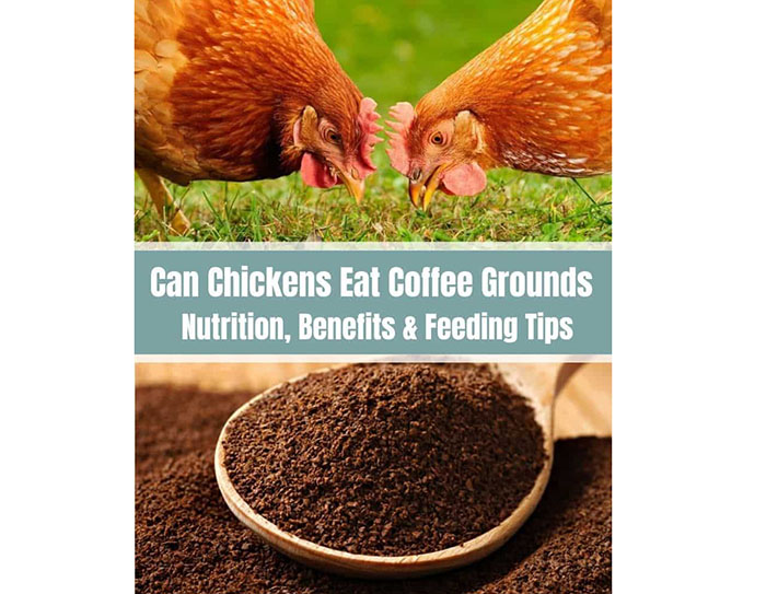Can Chickens Eat Coffee Grounds