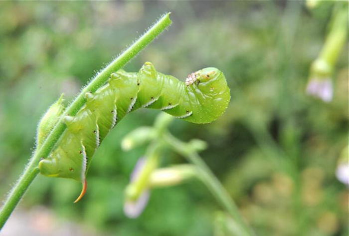 are tomato hornworms poisonous to dogs