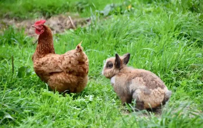 Can Chickens Eat Rabbit Food-3
