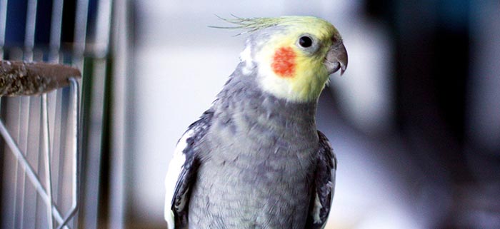 Can Cockatiel Talk (1)