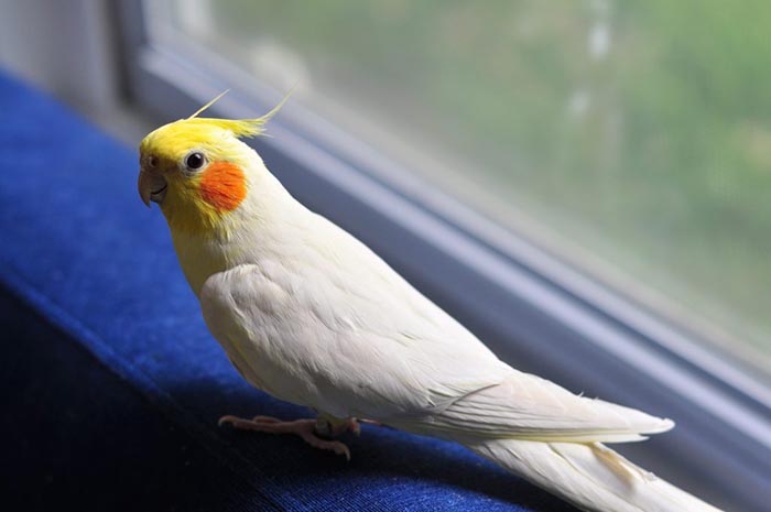 Can a Cockatiel Be Taught To Talk?