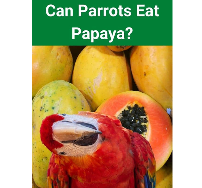 Can Conures Eat Papaya-2