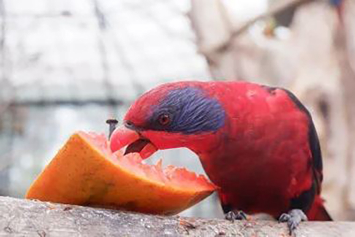 can-conures-eat-papaya