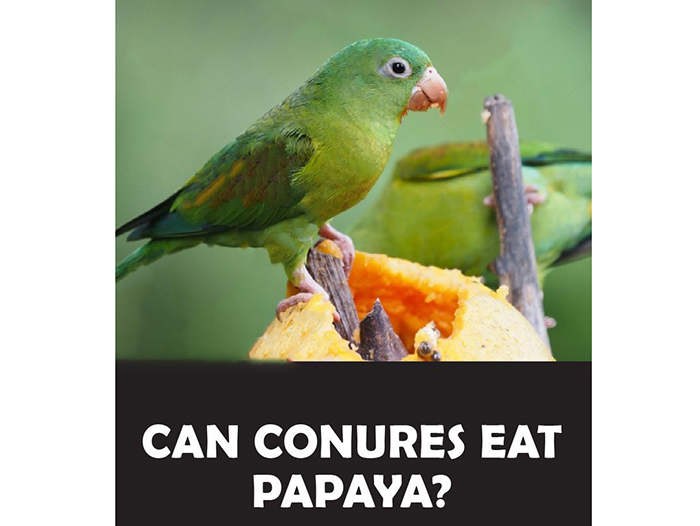 Can Conures Eat Papaya