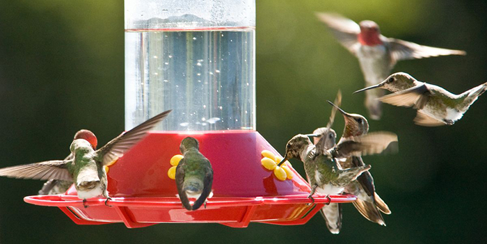 Can Hummingbird Feeders Be In The Sun-3