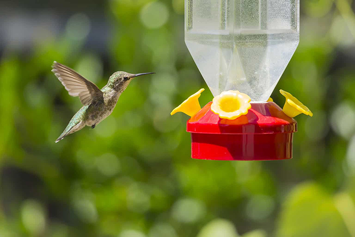 Can Hummingbird Feeders Be In The Sun