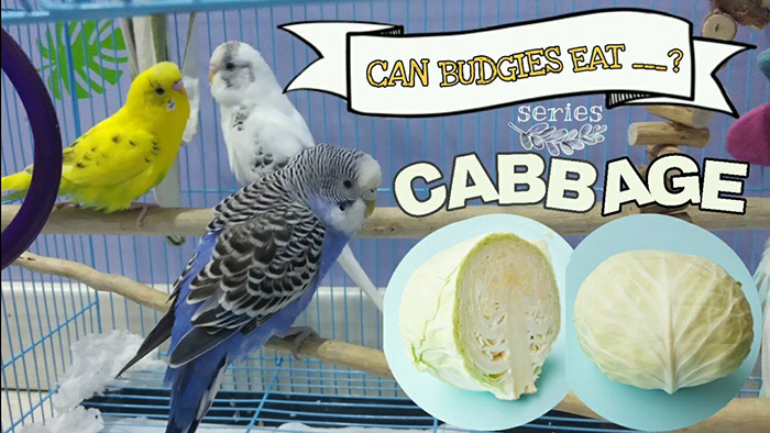 Can Parakeets Eat Cabbage