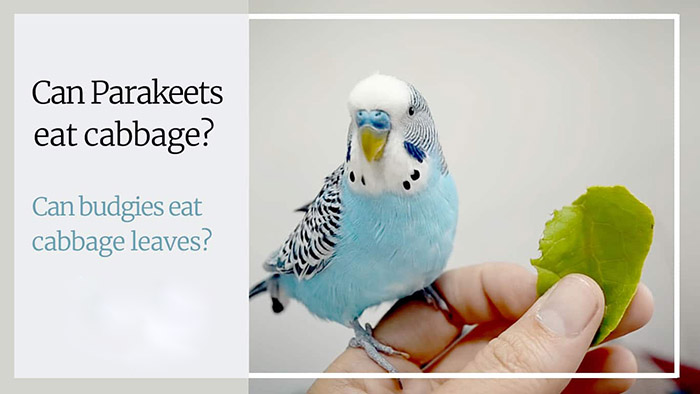 Can Parakeets Eat Cabbage-3