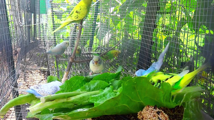 Can Parakeets Eat Cabbage