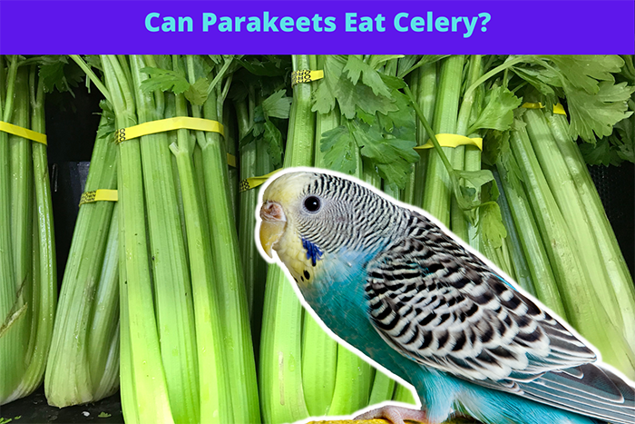 Can Parakeets Eat Celery-2