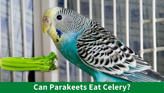 Can Parakeets Eat Celery