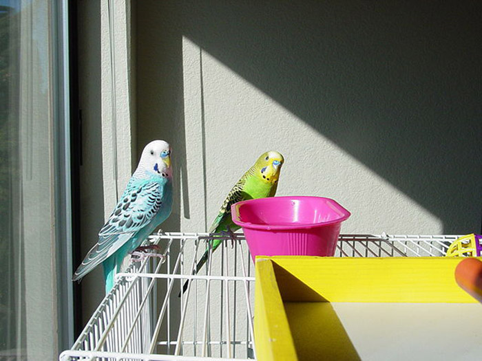 Can Parakeets Eat Cheese-2