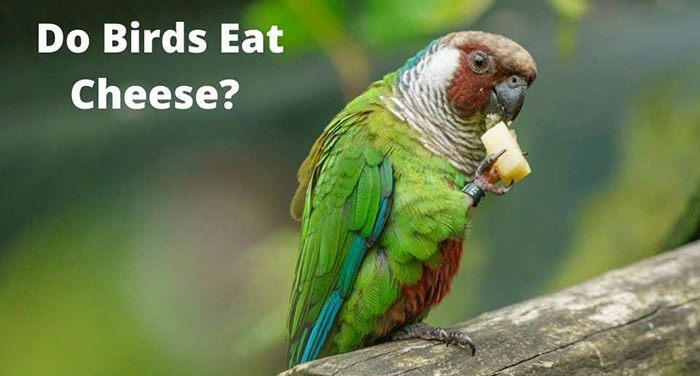 Can Parakeets Eat Cheese-3