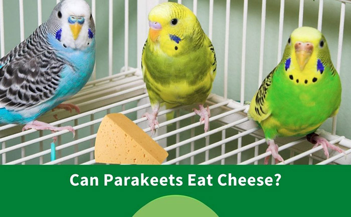 Can Parakeets Eat Cheese