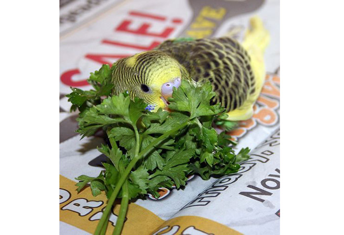 Can Parakeets Eat Cilantro can-parakeets-eat-cilantro