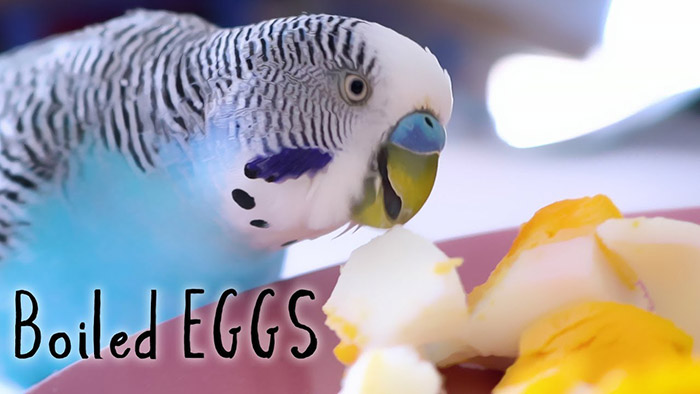 Can Parakeets Eat Eggs (1)
