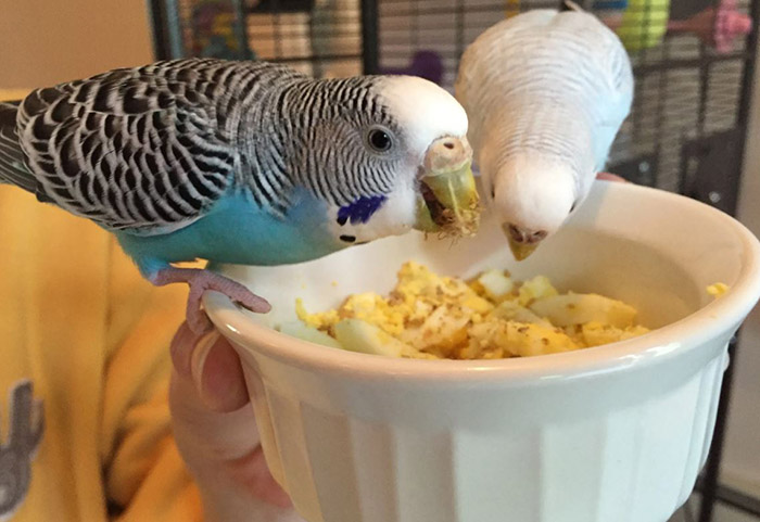 Can Parakeets Eat Eggs (2)