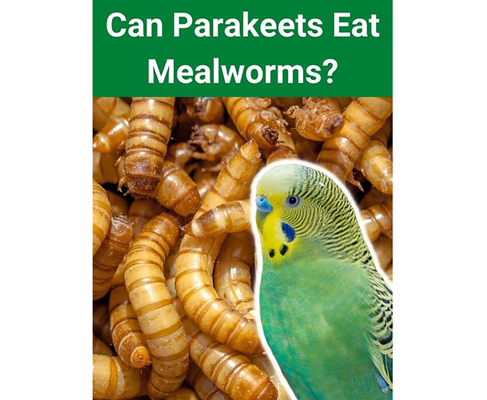 Can Parakeets Eat Mealworms-2