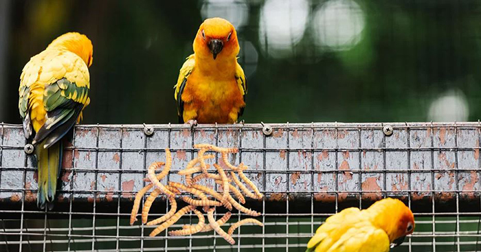 Can Parakeets Eat Mealworms-3