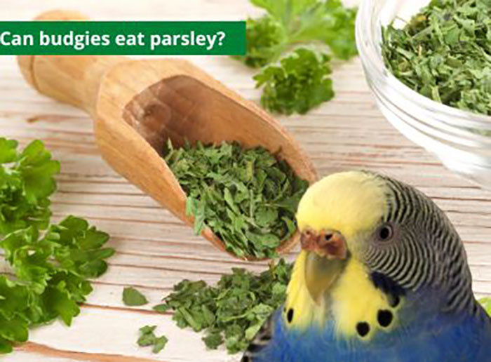 Can Parakeets Eat Parsley-3