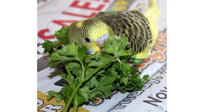 Can Parakeets Eat Parsley