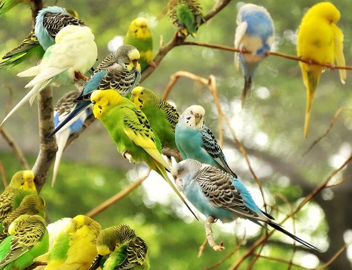 Can Parakeets Eat Peanut Butter-2