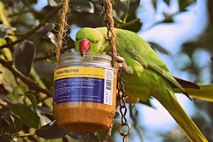 Can Parakeets Eat Peanut Butter