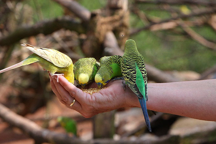 Can Parakeets Eat Peanuts-2