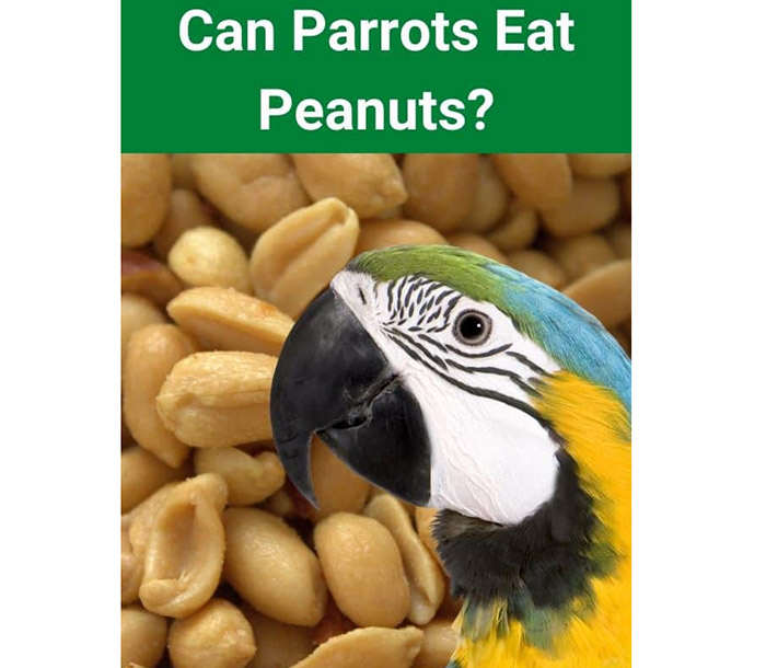 Can Parakeets Eat Peanuts-3