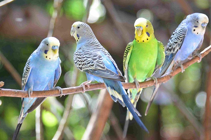 Can Parakeets Eat Pears-3