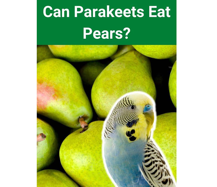 Can Parakeets Eat Pears