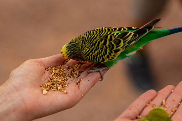 Can Parakeets Eat Popcorn-2