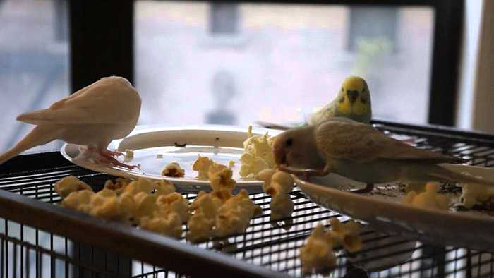 Can Parakeets Eat Popcorn-3