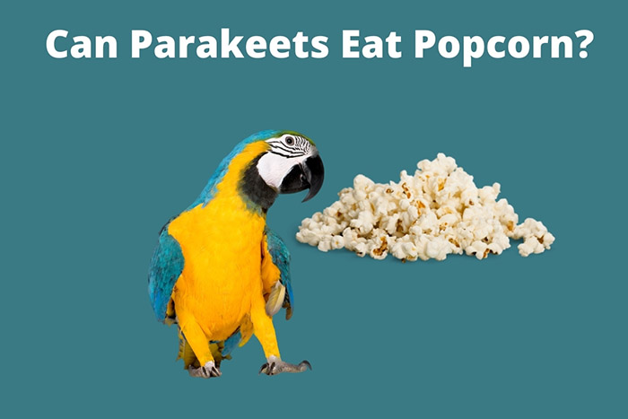 Can Parakeets Eat Popcorn-1