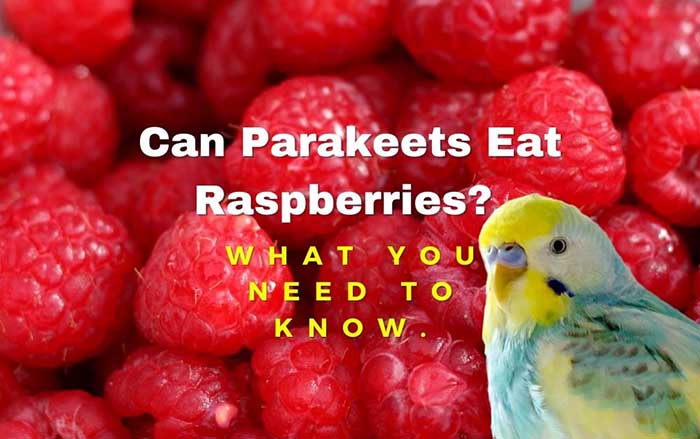 Can Parakeets Eat Raspberries-2