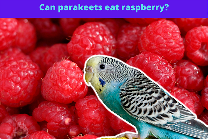 Can Parakeets Eat Raspberries